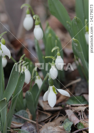 Snow Drop  14279073