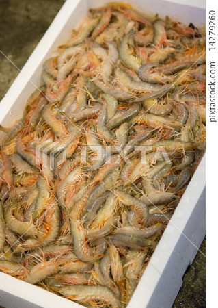 Wiggly Wiggly 14279260