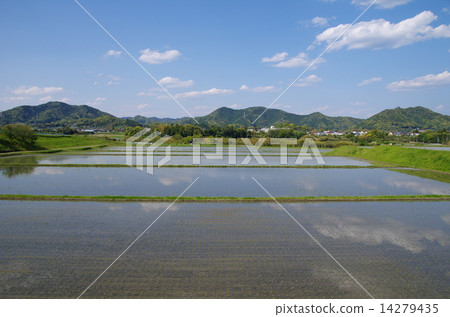稻田 14279435