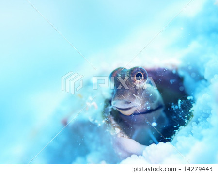 Ishigaki frog Ishigaki frog 14279443