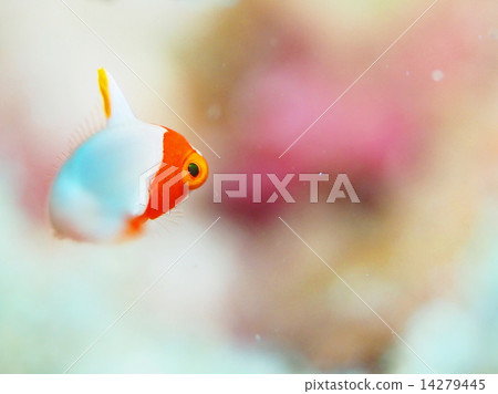 Irobudai juvenile fish 14279445