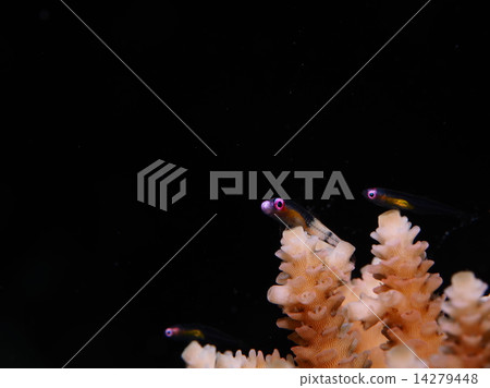 Red goby Red goby 14279448