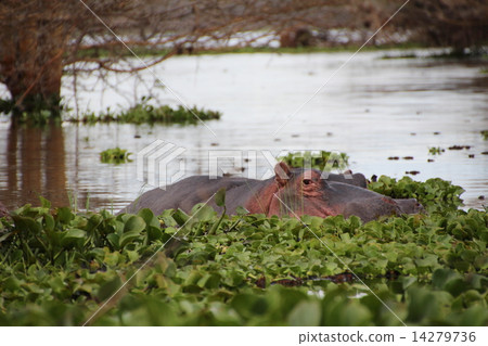 Wild Hippopotamus Wild Hippopotamus 14279736