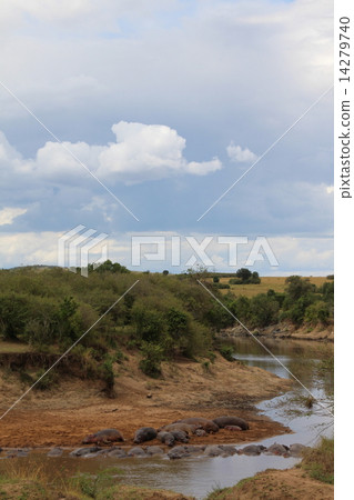 A group of hippopotamus A group of hippopotamus 14279740