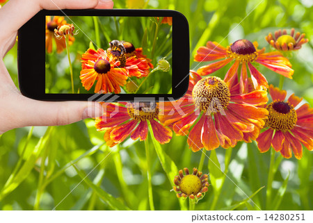 tourist taking photo of honey bee in summer tourist taking photo of honey bee in summer 14280251