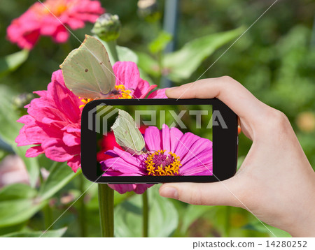 tourist taking photo of butterfly Brimstone tourist taking photo of butterfly Brimstone 14280252