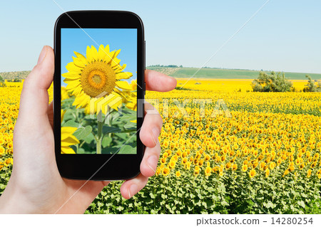 taking photo sunflower fileld under blue sky taking photo sunflower fileld under blue sky 14280254