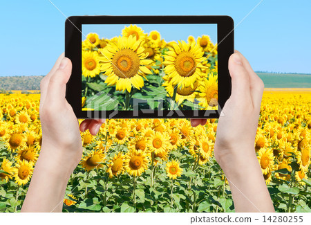 tourist taking photo sunflower blooms and fileld tourist taking photo sunflower blooms and fileld 14280255
