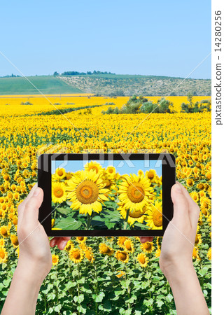 tourist taking photo sunflower flowers tourist taking photo sunflower flowers 14280256