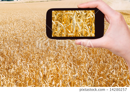 tourist taking photo of ears of ripe wheat field tourist taking photo of ears of ripe wheat field 14280257