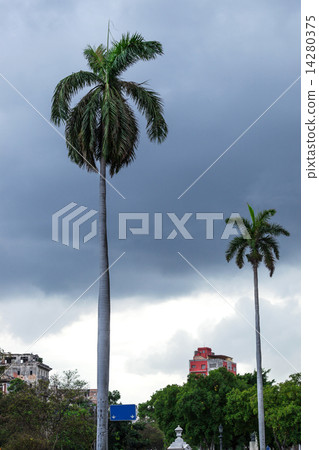 palm in background on stormy sky 14280375