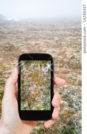 tourist taking photo of moss in Arctic tundra 14280397