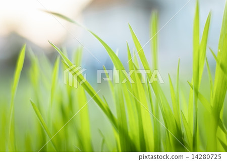 Closeup photo of fresh green grass 14280725