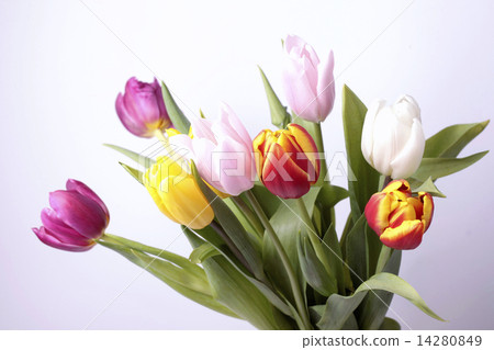bouquet of fresh spring tulip flowers bouquet of fresh spring tulip flowers 14280849