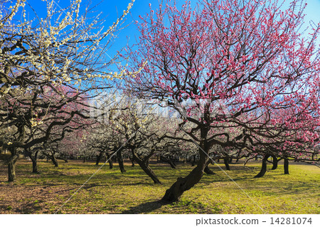 Red Flow White Plum 3 14281074