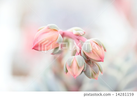 Ecarbelia flowers Ecarbelia flowers 14281159