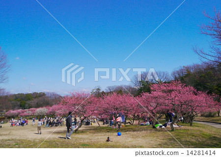 渥太華綠地公園熙熙攘攘的梅花節 渥太華綠地公園熙熙攘攘的梅花節 14281414