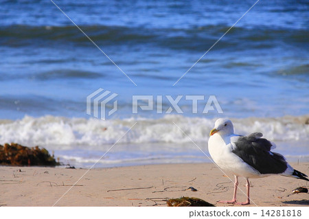 聖莫尼卡海灘 14281818