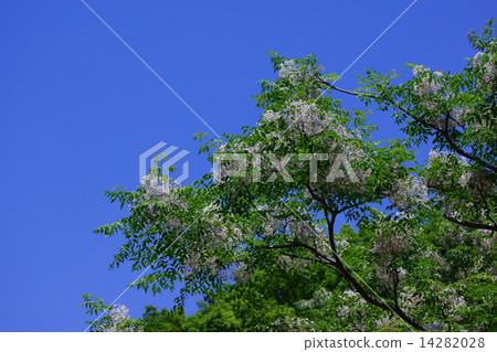 Sundan is a white fruit stand out in winter. 14282028