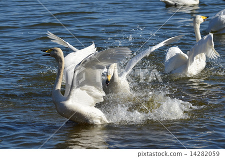 天鵝和同伴一起玩 14282059