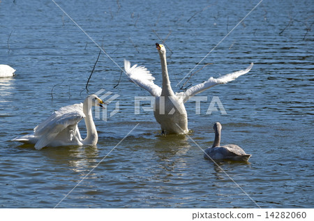 天鵝和同伴一起玩 14282060