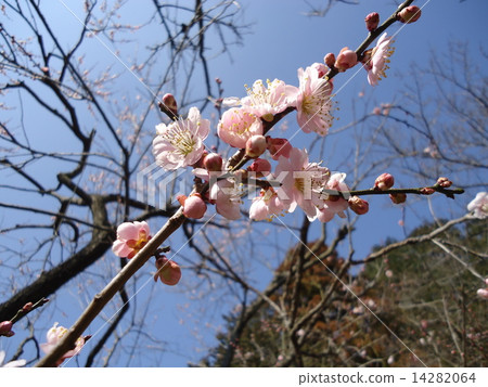 梅花 14282064