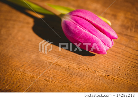Pink tulip on wooden table 14282218