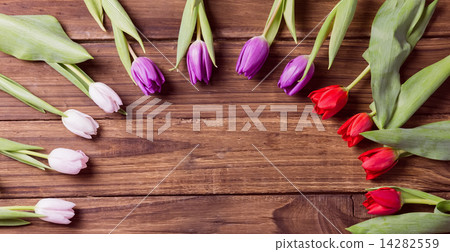 Tulips forming frame Tulips forming frame 14282559