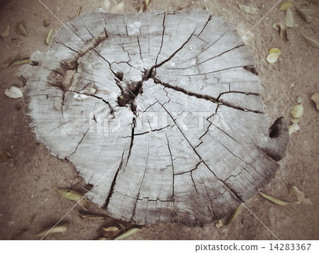 Cut tree logging. Cut tree logging. 14283367