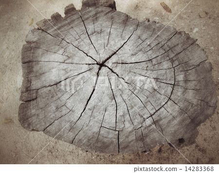 Cut tree logging. 14283368