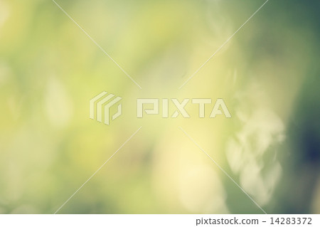 Blurred forest background 14283372