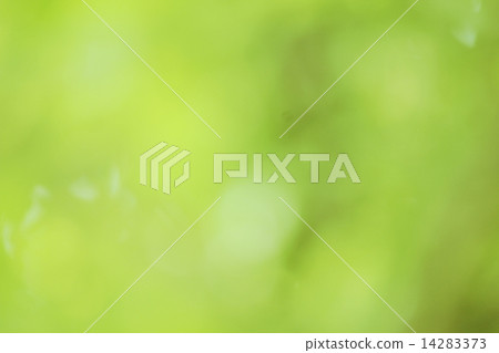 Blurred forest background Blurred forest background 14283373