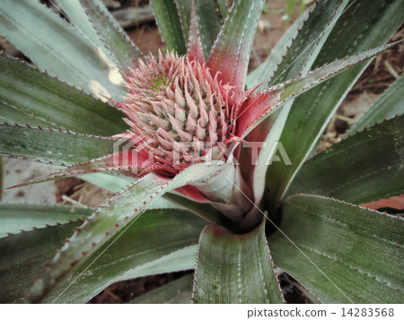 图库照片: pineapple tree