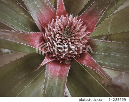 图库照片: pineapple tree