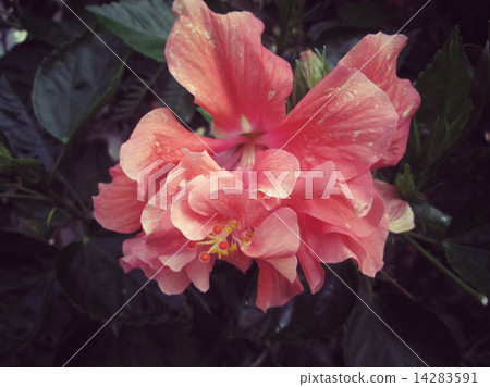 Hibiscus flower - orange flower Hibiscus flower - orange flower 14283591