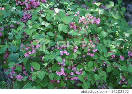 My name is Tani Uki. 14283592