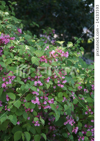 My name is Tani Uki. 14283593