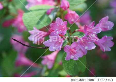 My name is Tani Uki. 14283594