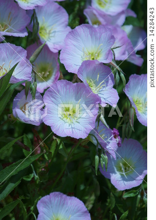 Evening primrose blooming in daytime Evening primrose blooming in daytime 14284243