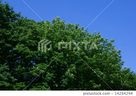 栃木很多白花盛開。 14284294