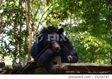 Laos Brownworm Bear Protection Center 14284785