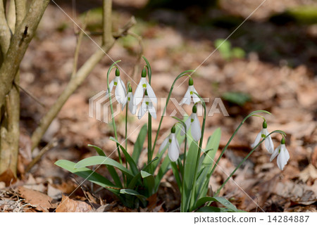 Snow Drop  14284887