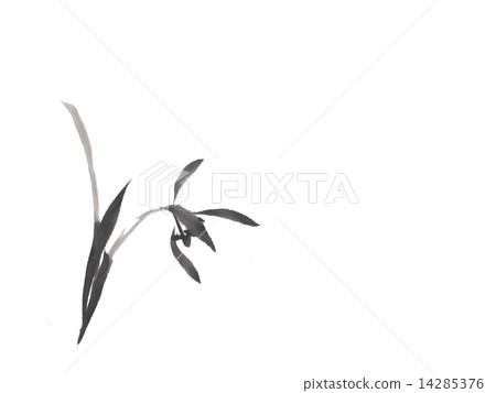 Orchid 1 Orchid 1 14285376