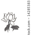 蓮花 14285383