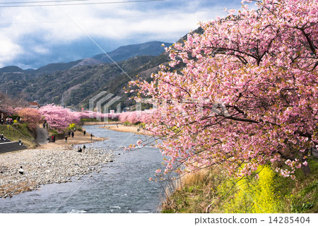 伊豆河津櫻花 14285404