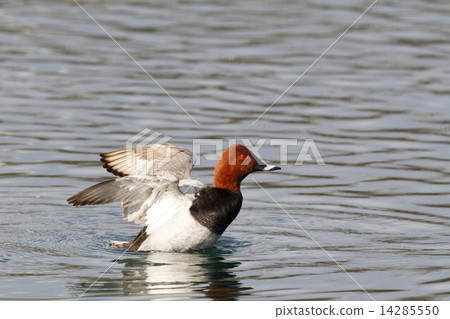 紅頭潛鴨 14285550
