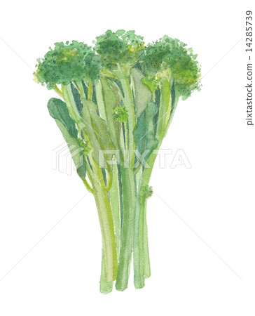 幹西蘭花棒西蘭花 14285739