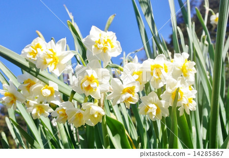 A lot of daffodils with petals 14285867
