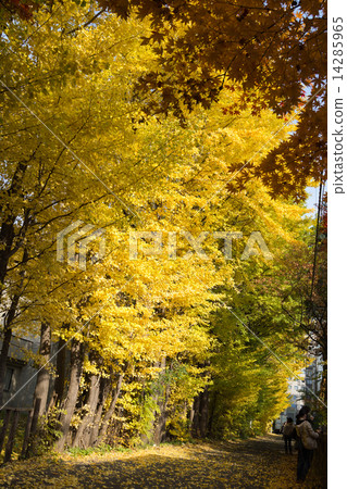 Ginkgo aki 14285965