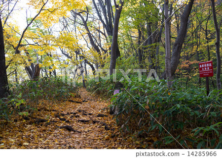 Maruyama Primitive Forest Climbing Road 14285966